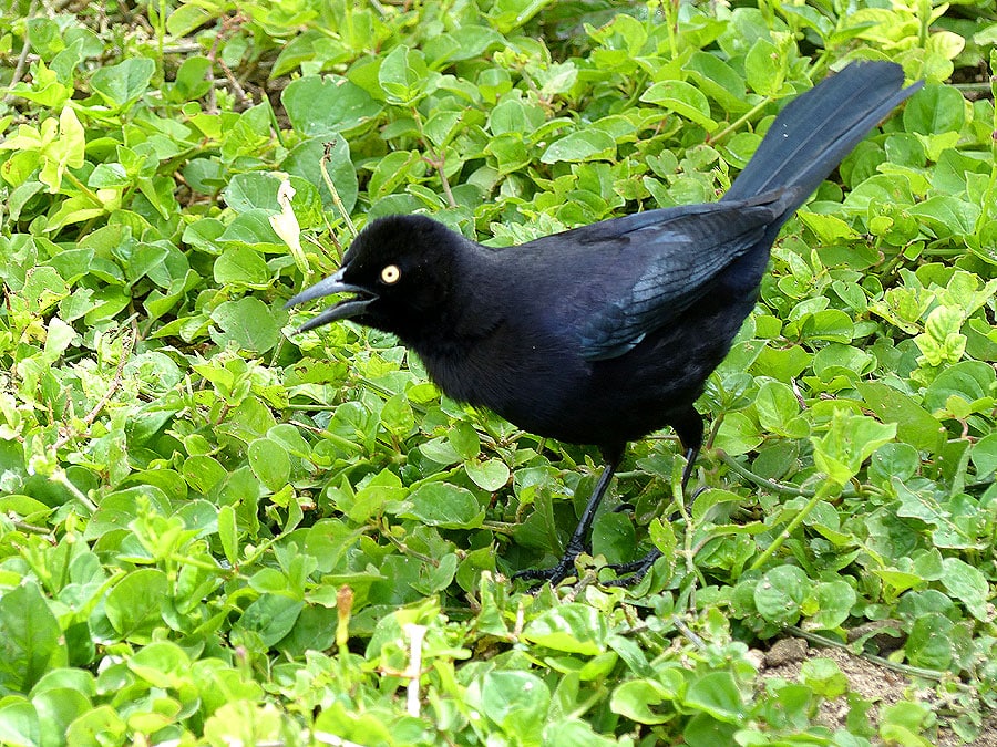 barbados-P1050458