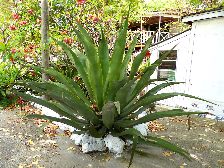 barbados-P1050459
