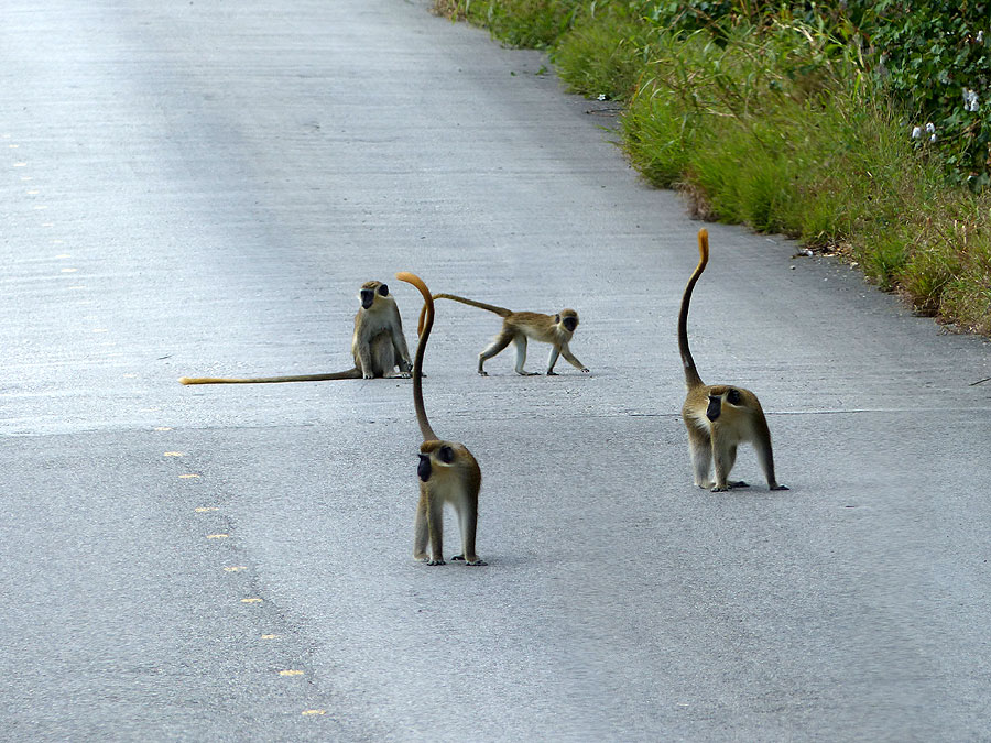 Affen auf der Strasse