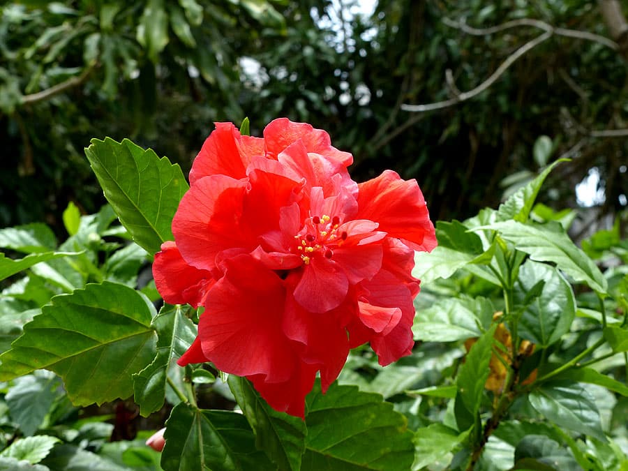 barbados-P1050706