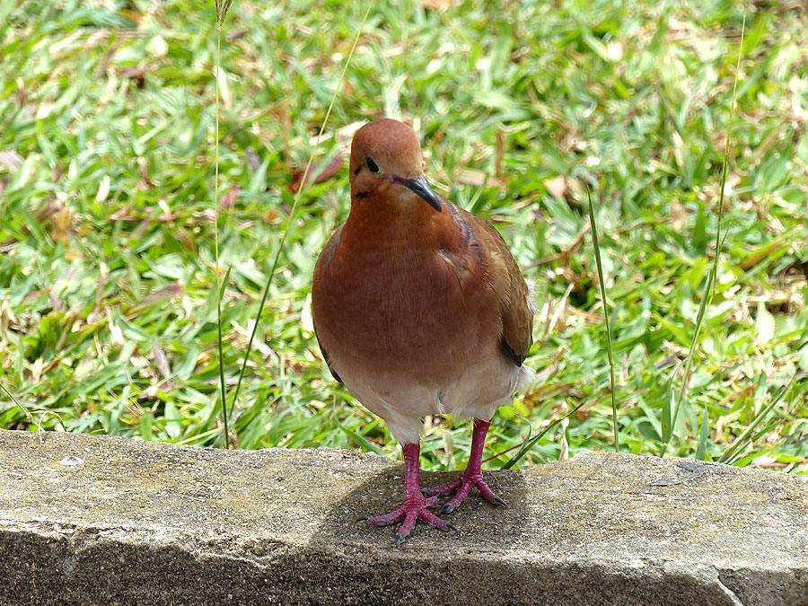 barbados-P1050708
