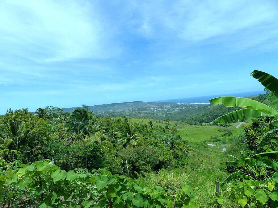 barbados-P1060709