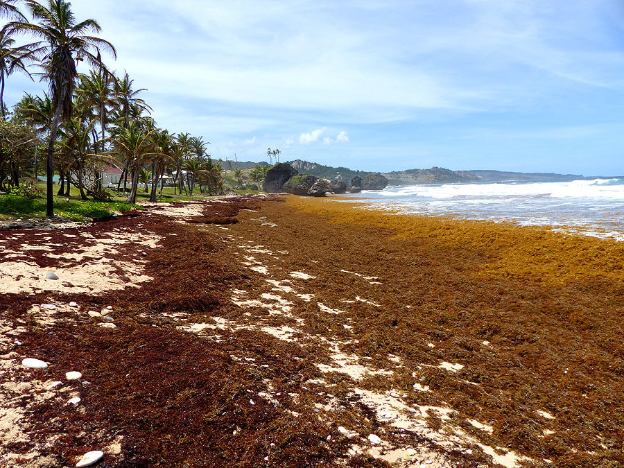 Algenproblem Barbados