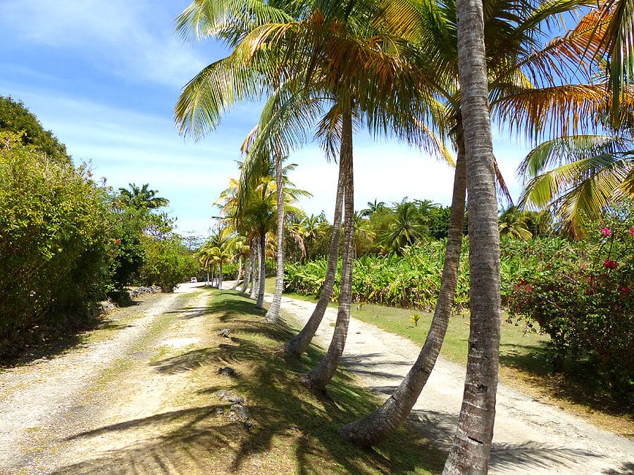 barbados-P1060759