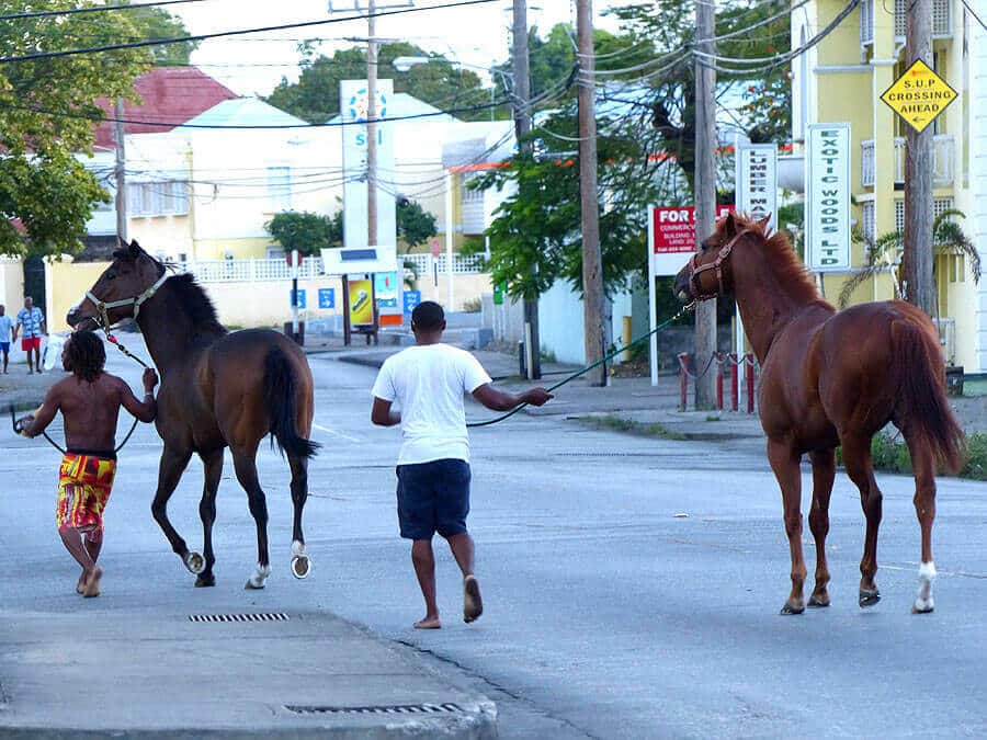 barbados-P1070224