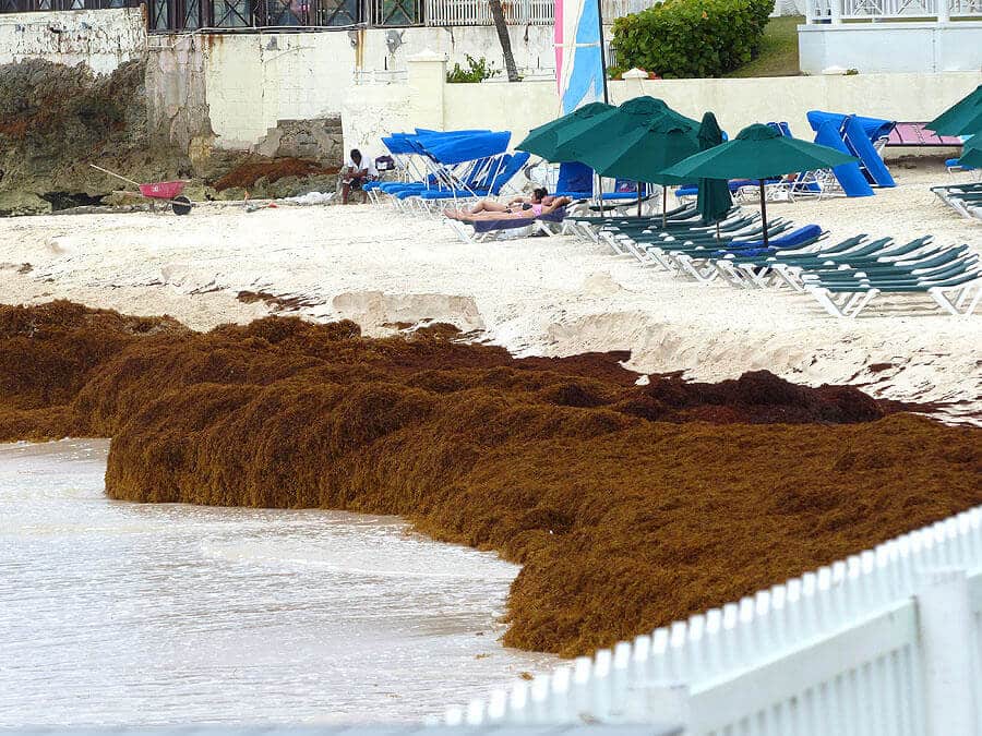 Apltraum Algen Strand ist nicht zu benutzen