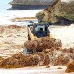 Algenproblem auf Barbados. Räumungsarbeiten am Strand