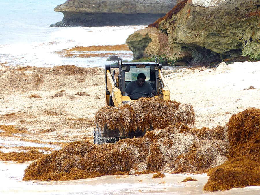 Algenproblem auf Barbados. Räumungsarbeiten am Strand