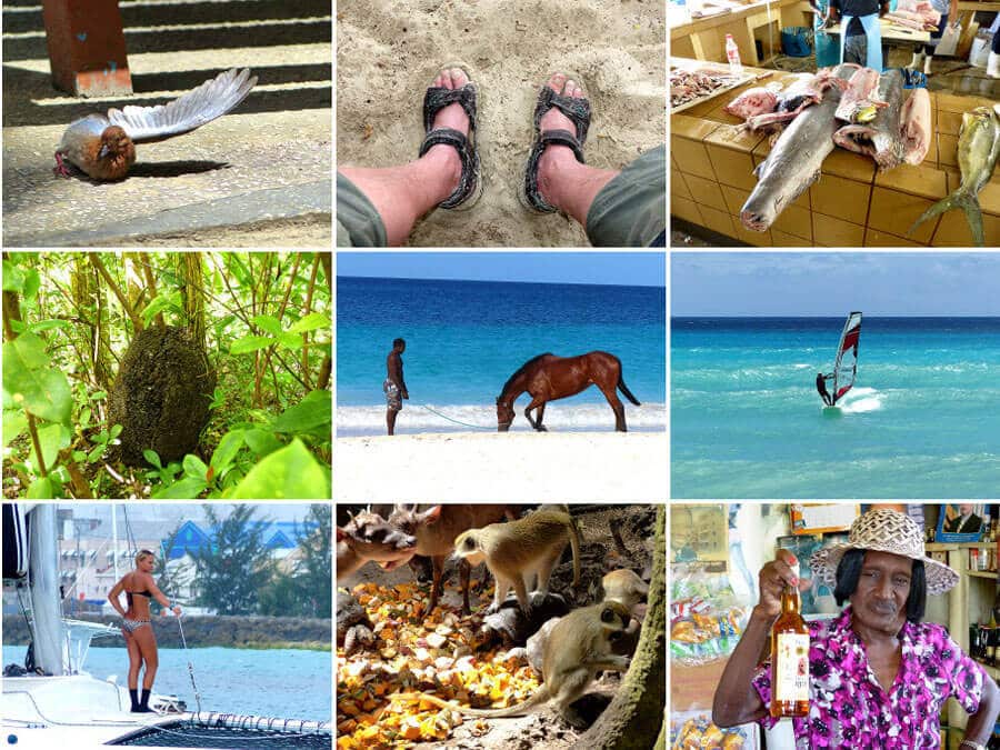 Big Pictures aus Barbados